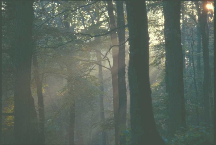 Oktober im Aachener Wald