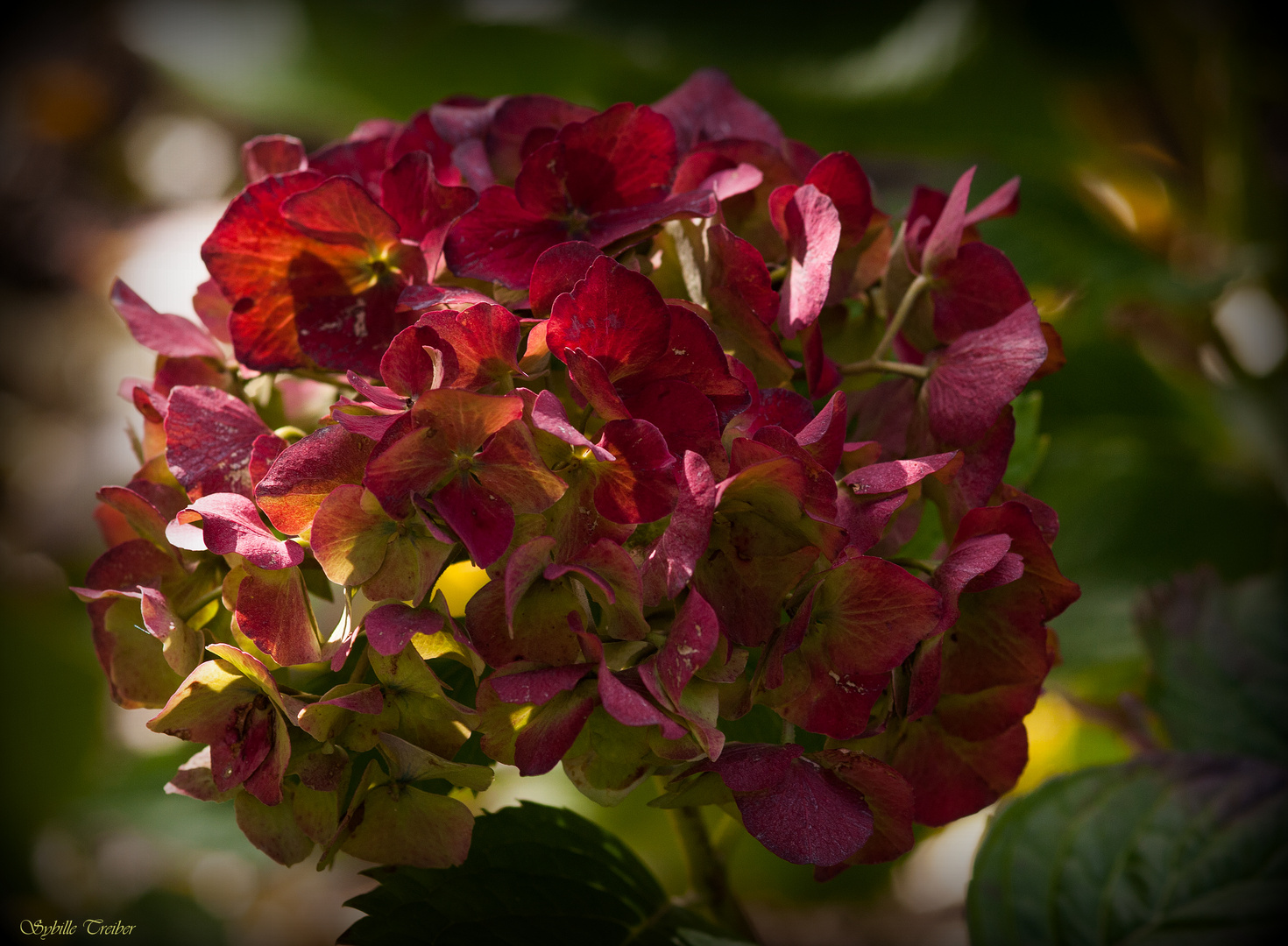 Oktober im Garten (2)