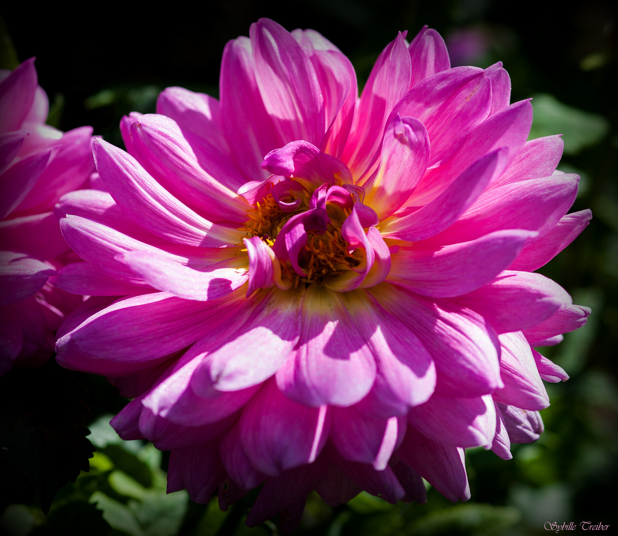 Oktober im Garten (3) Foto & Bild pflanzen, pilze & flechten, blüten