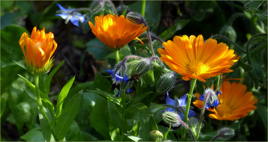 Oktober im Garten