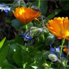 Oktober im Garten