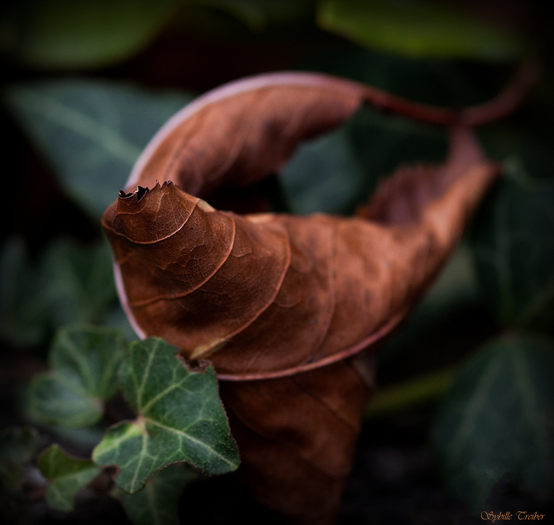 Oktober im Garten (4)