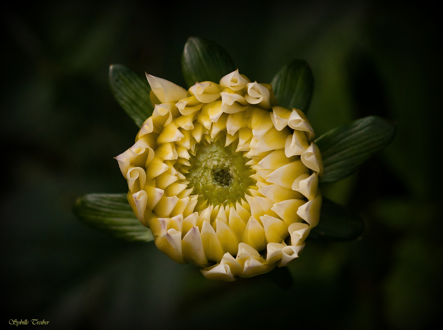 Oktober im Garten (5)