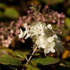 Oktober im Garten