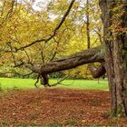 Oktober im Grünefelder Park (2)