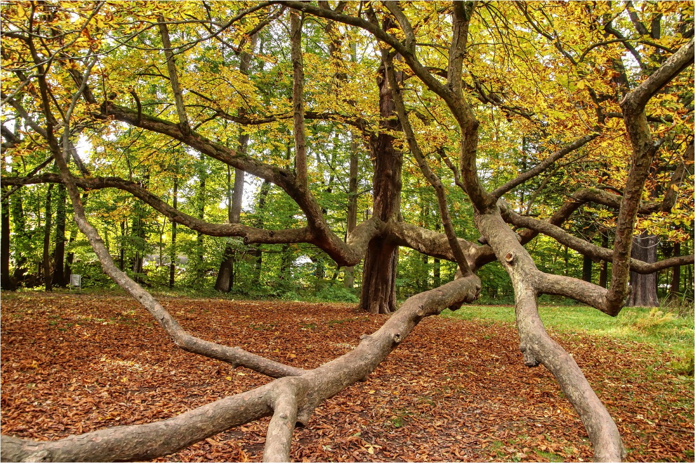 Oktober im Grünefelder Park (3)