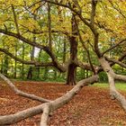 Oktober im Grünefelder Park (3)