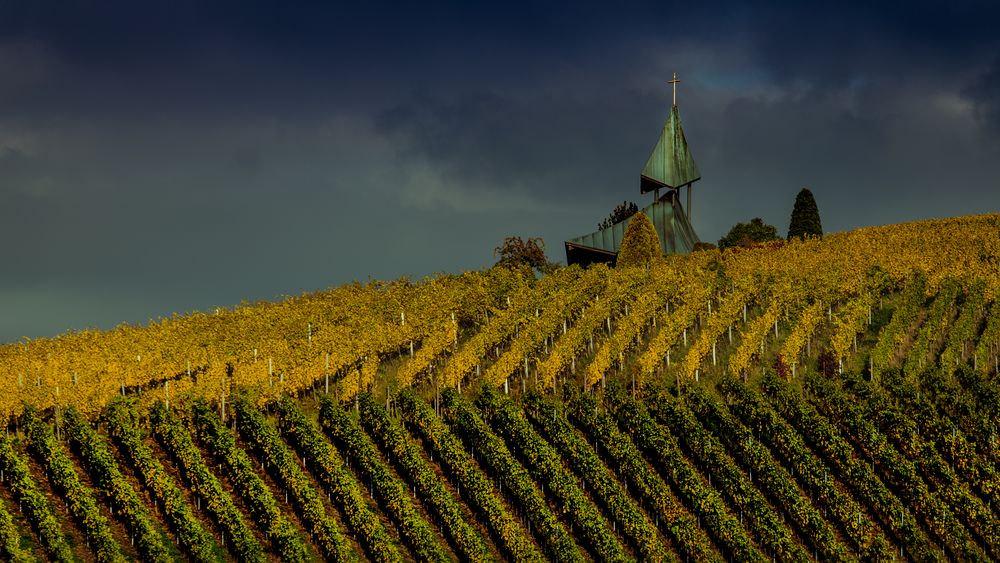 Oktober im Weinberg