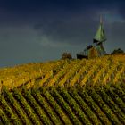 Oktober im Weinberg