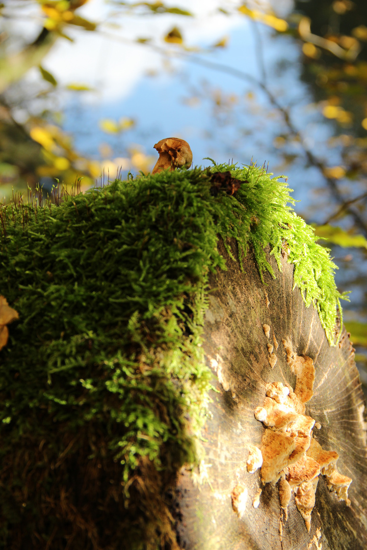 Oktober im Wilhelmstal