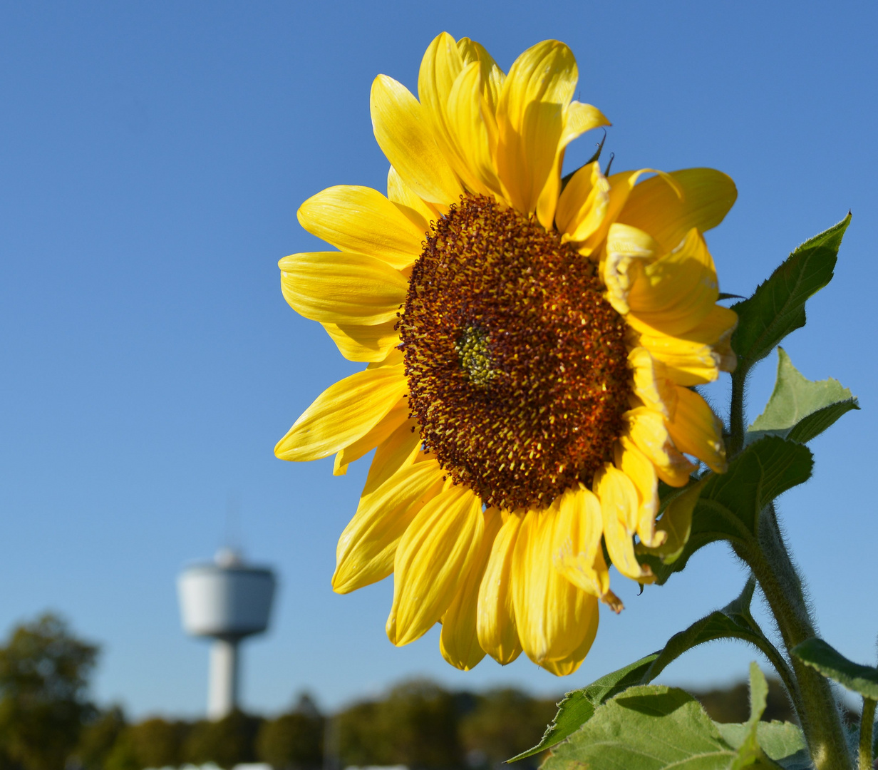 Oktober in Dülken