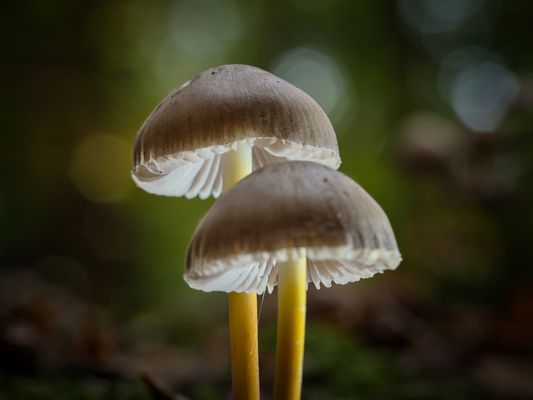 Oktober ist Pilz Zeit