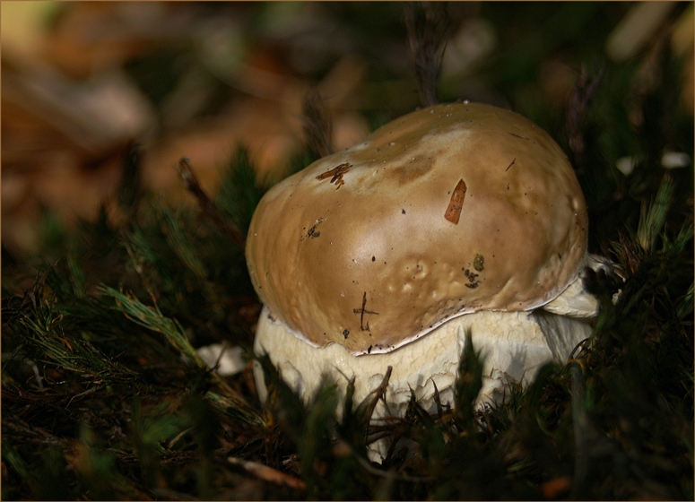 Oktober-Leckerli