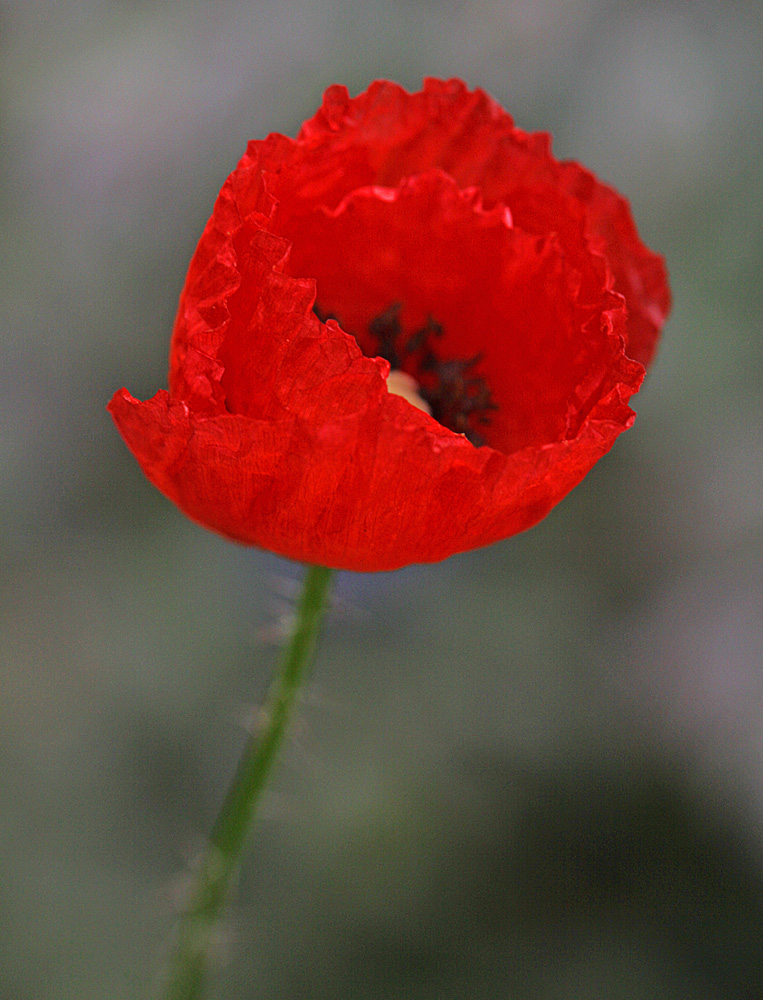 Oktober-Leuchtmohn