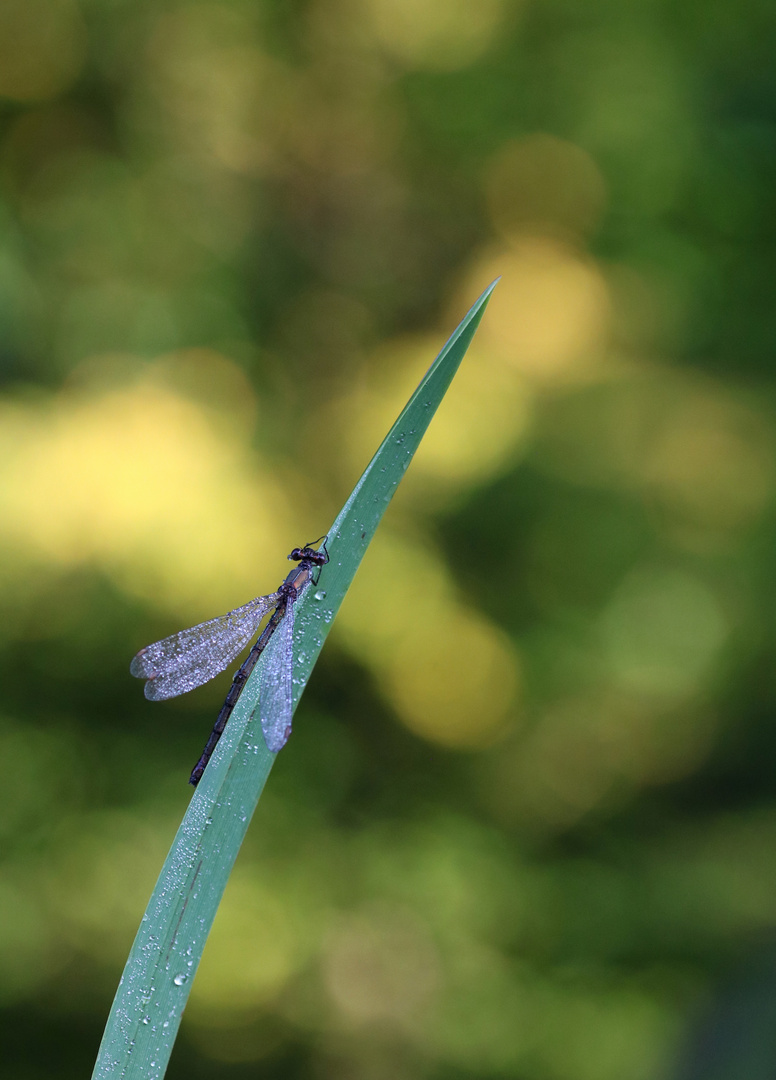 Oktober Libelle