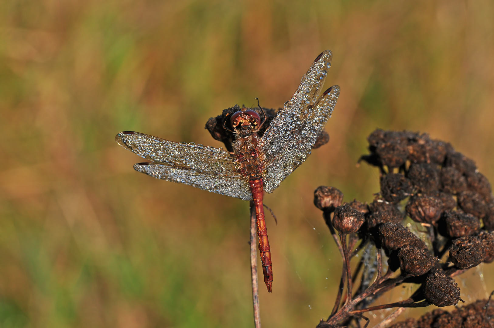 Oktober Libelle