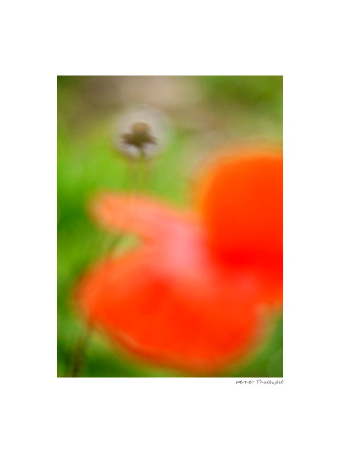 Oktober Mohn