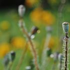 Oktober-Mohn mit Perlenschmuck