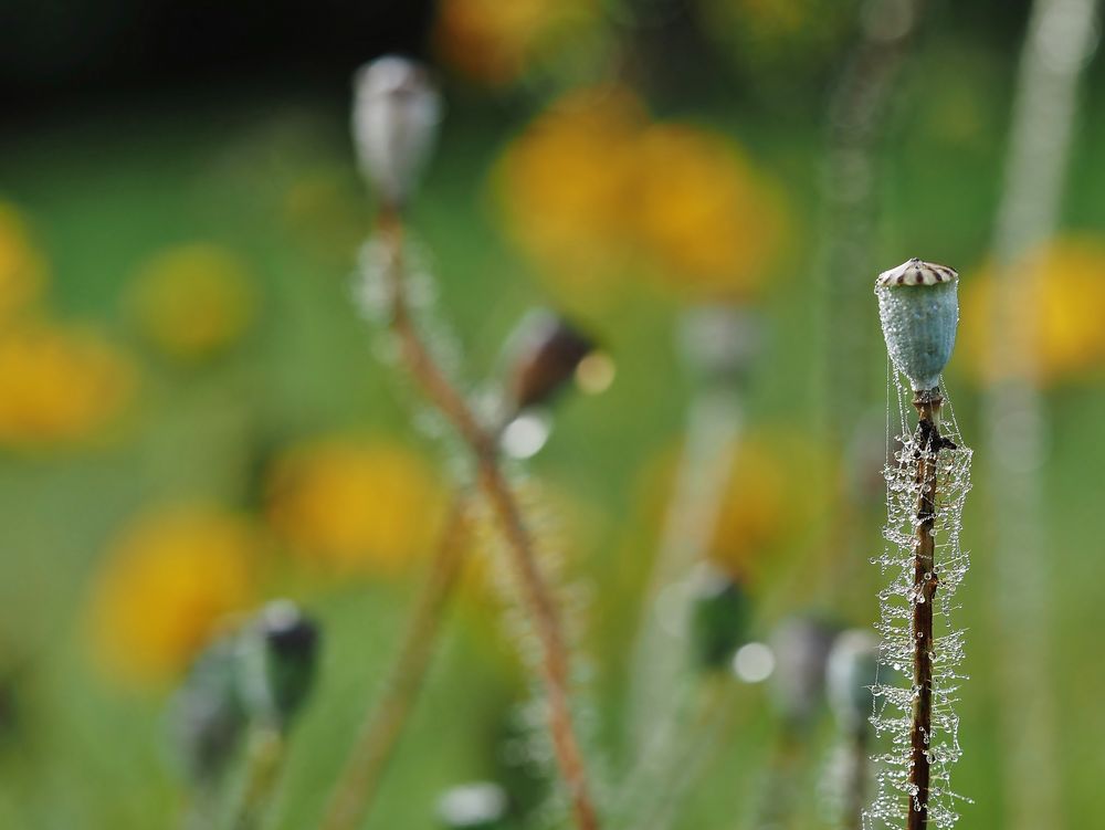 Oktober-Mohn mit Perlenschmuck