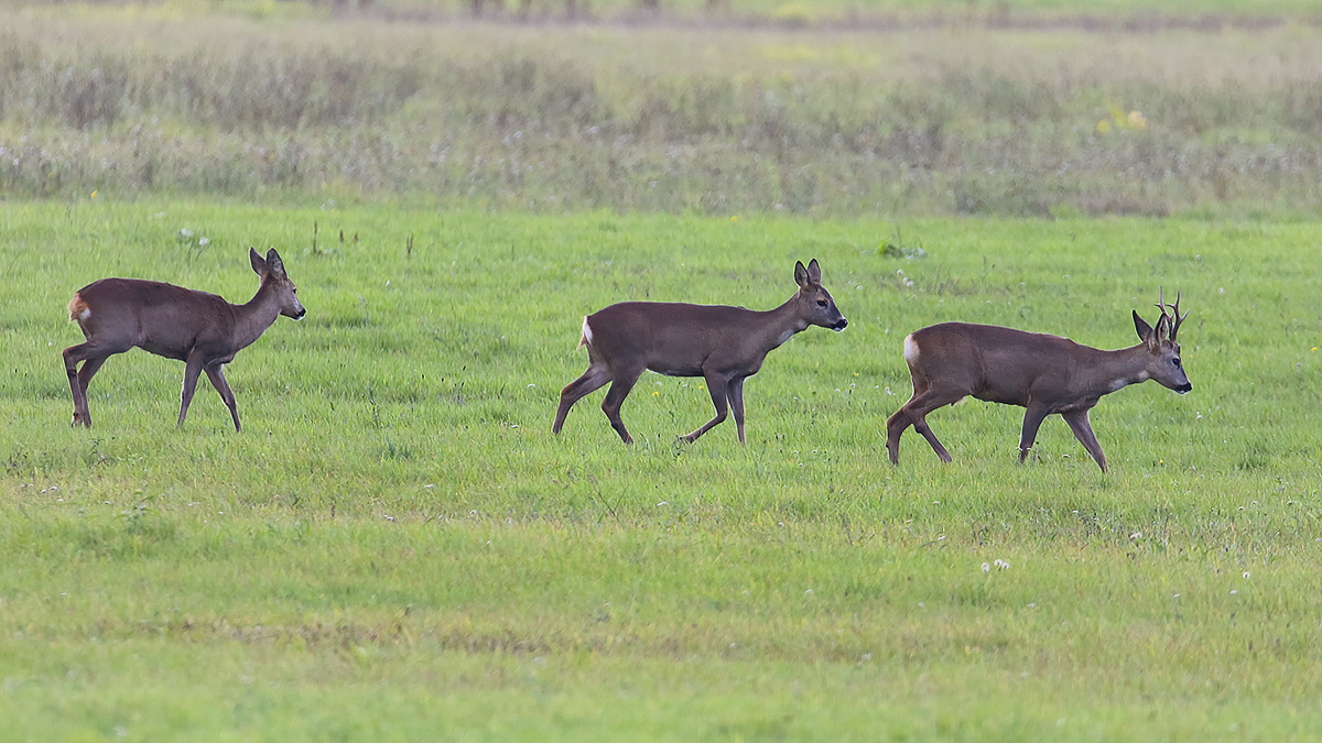 Oktober-Rehe