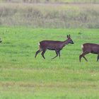 Oktober-Rehe