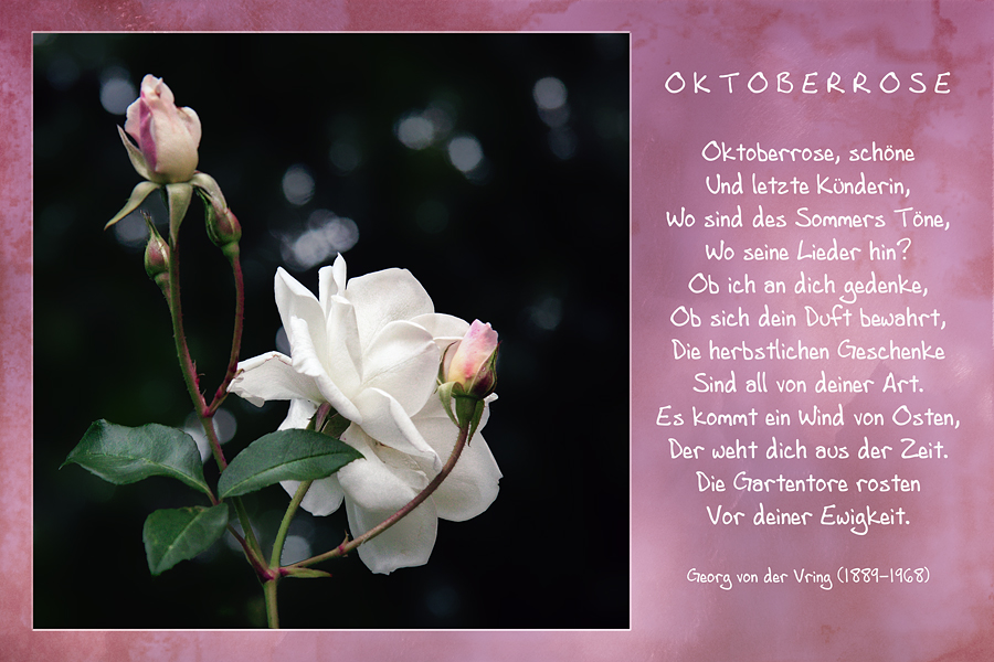 Oktober-Rose