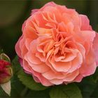 Oktober-Rose II... Augusta Luise...