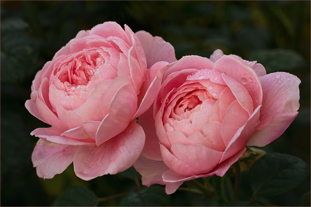 Oktober-Rosen - Queen of sweden...