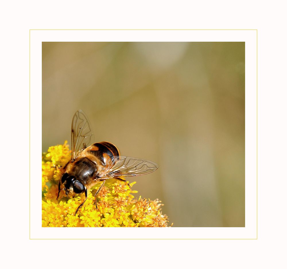 * Oktober-Schwebfliege *