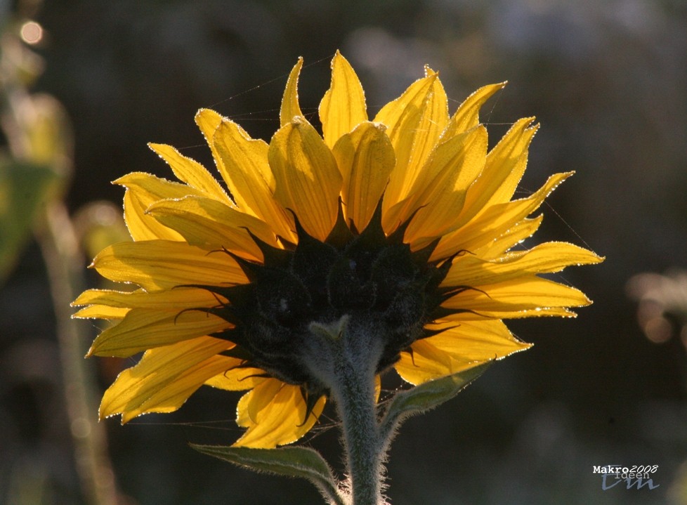 Oktober Sonnenblümchen !!