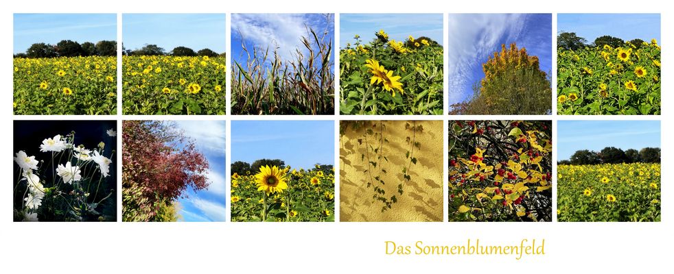 Oktober-Sonnenblumenfeld
