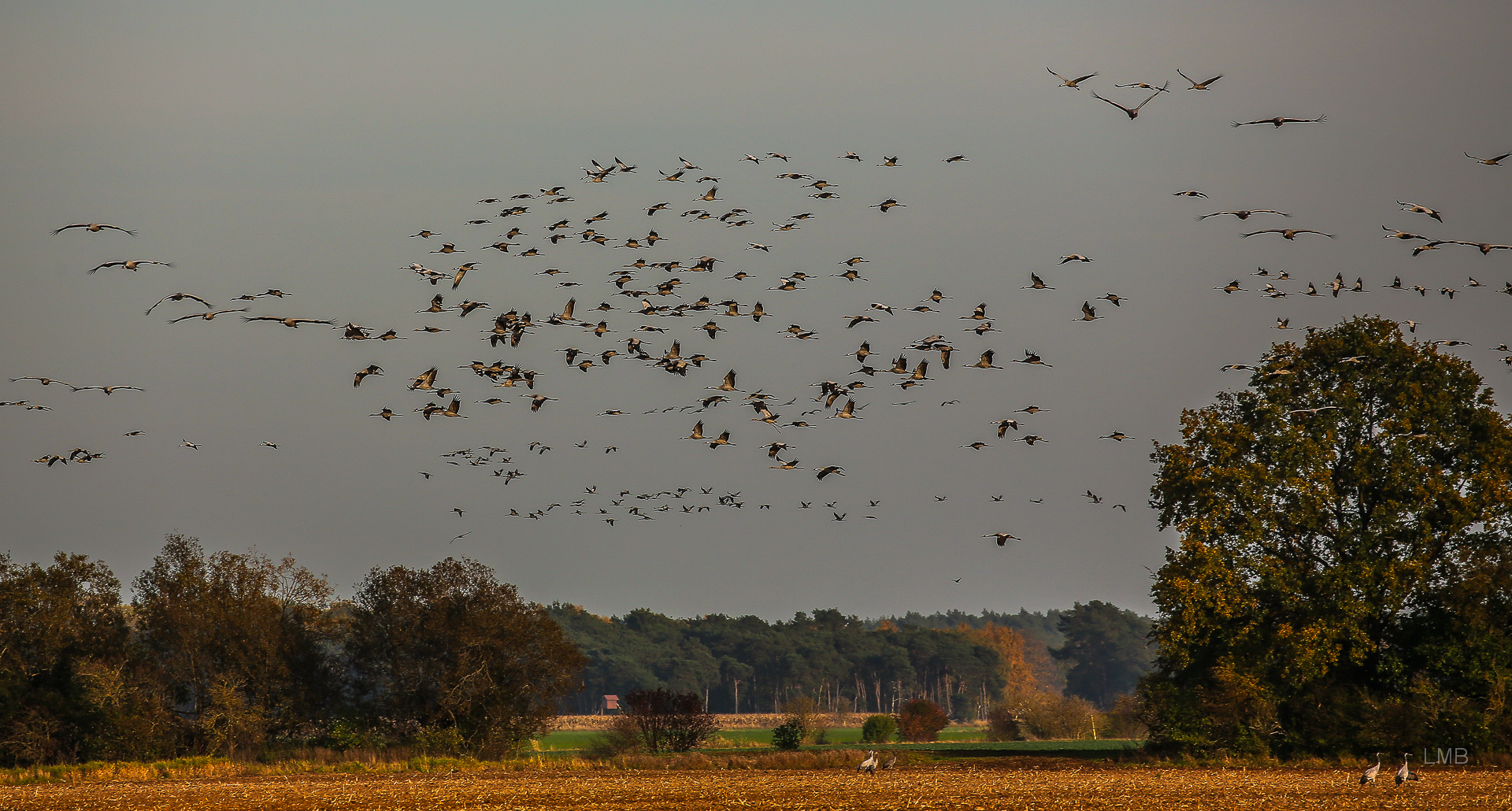 Oktober, Zeit der Kraniche