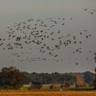 Oktober, Zeit der Kraniche