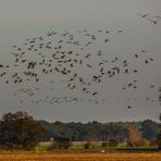 Oktober, Zeit der Kraniche