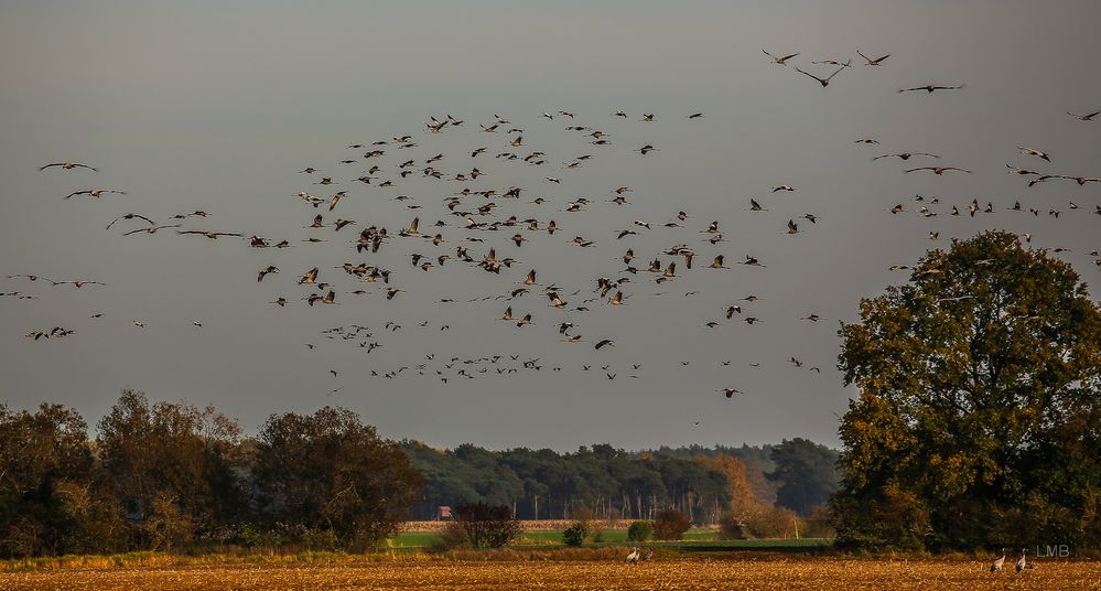 Oktober, Zeit der Kraniche