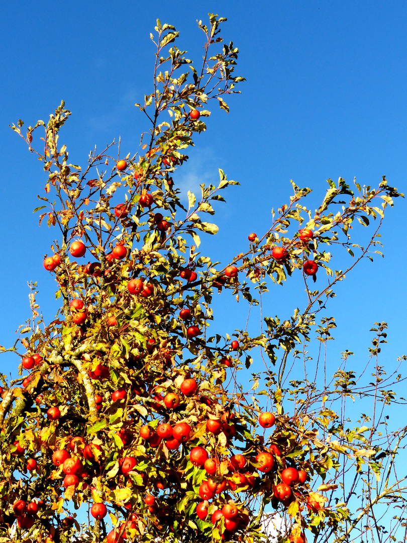 Oktoberäpfel