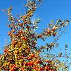 Oktoberäpfel