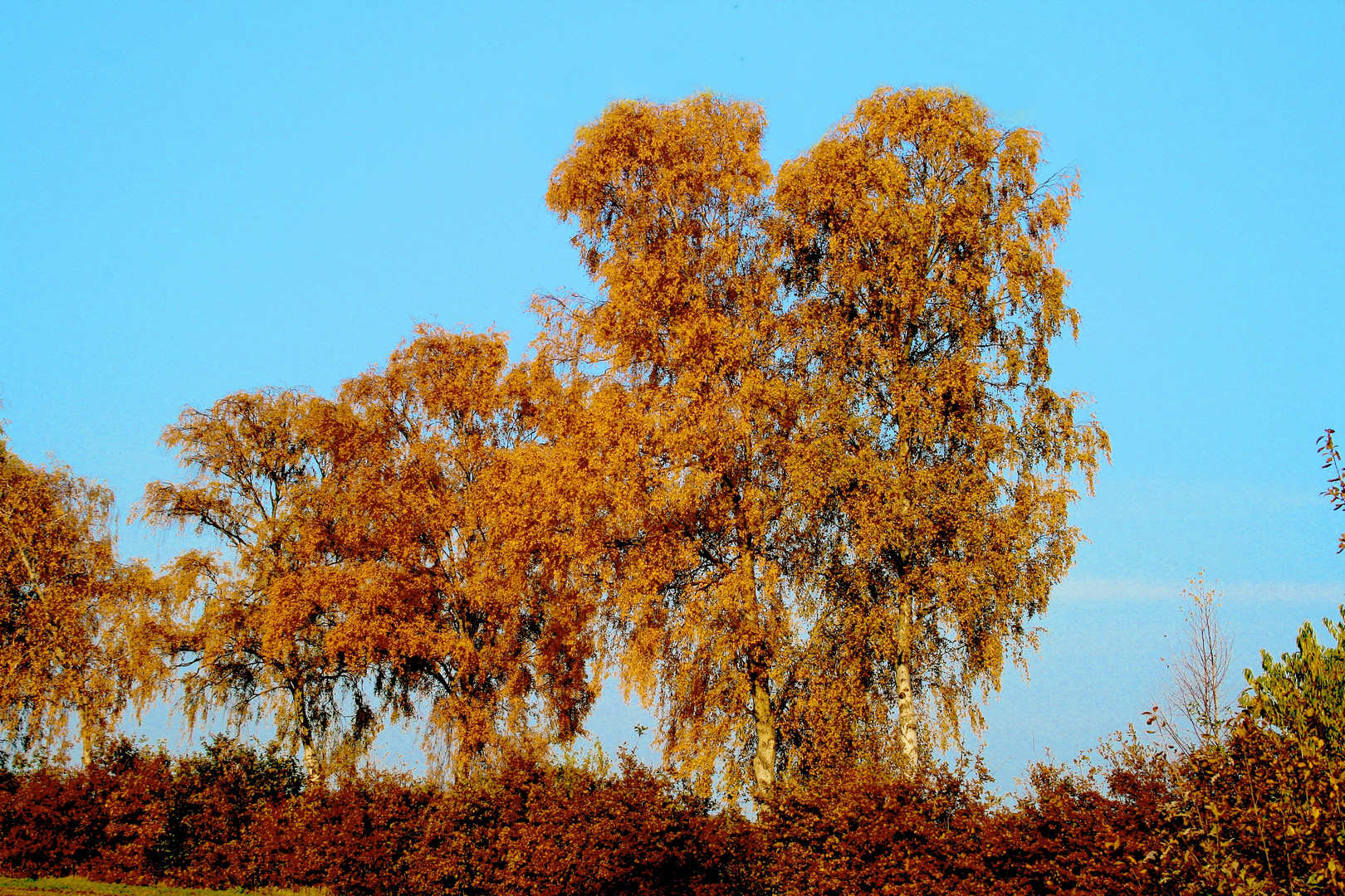 Oktoberbirken