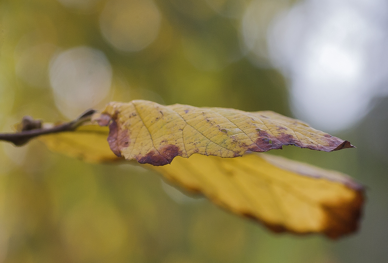 Oktoberblatt....