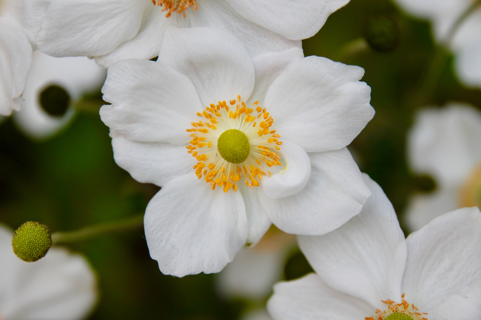 Oktoberblüte