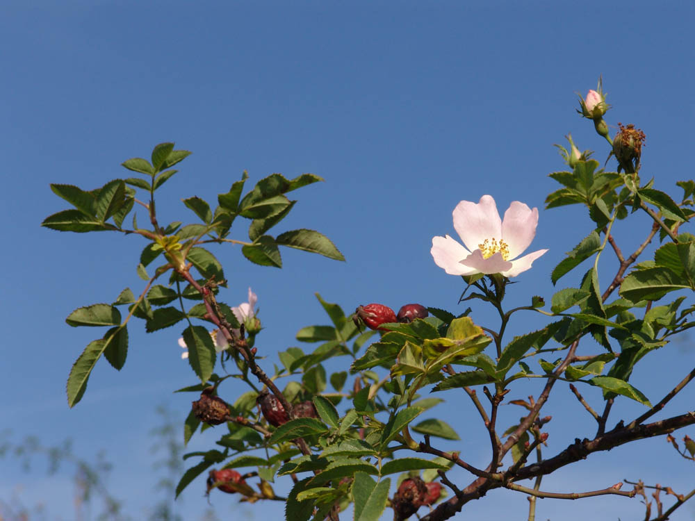 Oktoberblüte