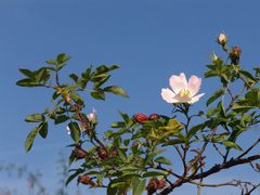 Oktoberblüte