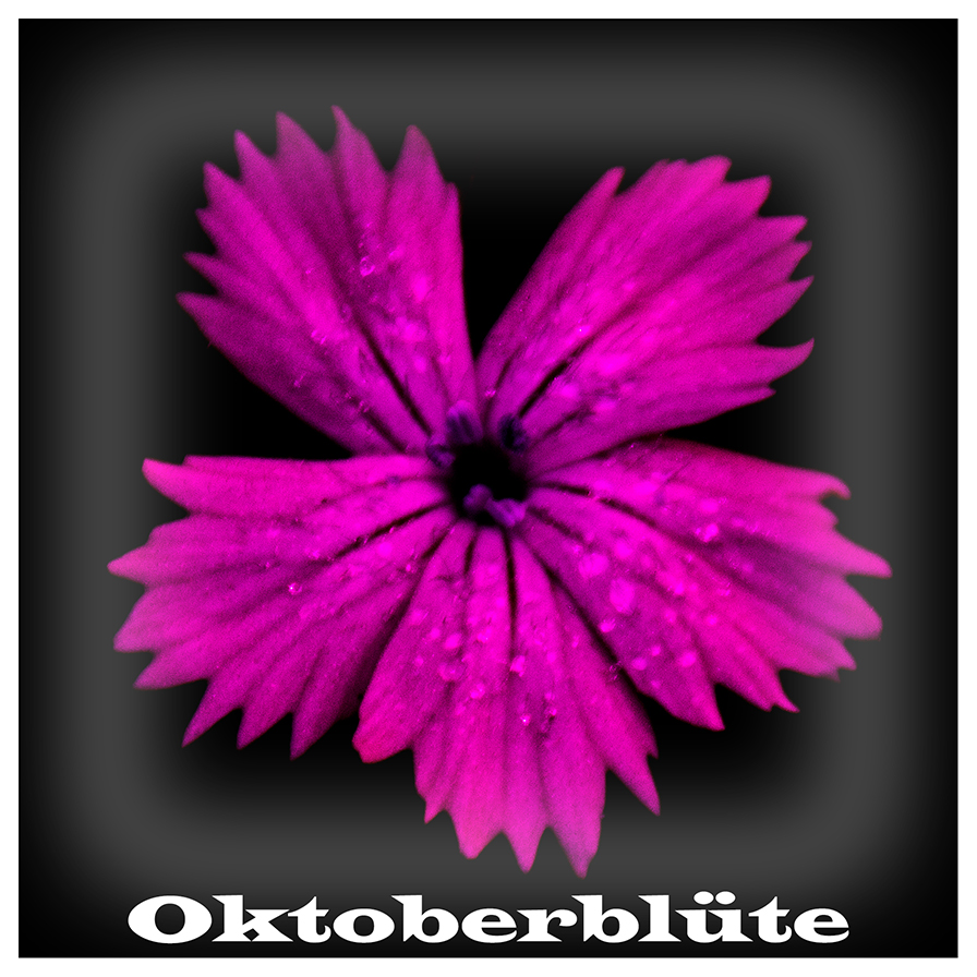 Oktoberblüte