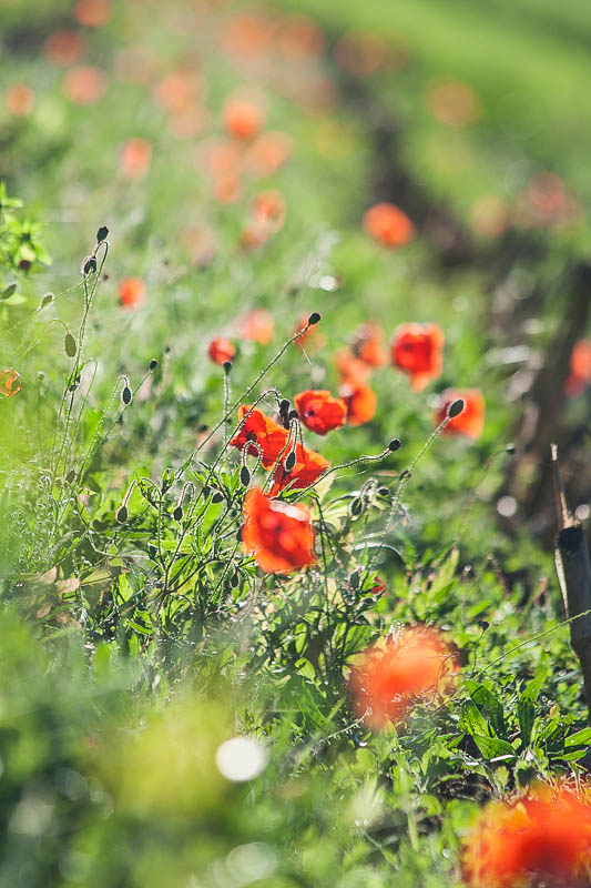 Oktoberblüte