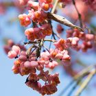 Oktoberblüten