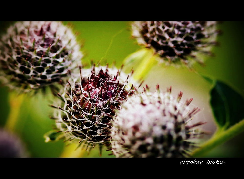 oktober.blüten.