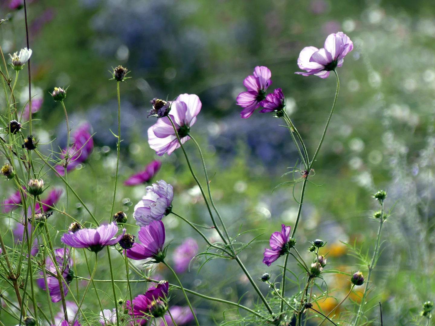 Oktoberblüten