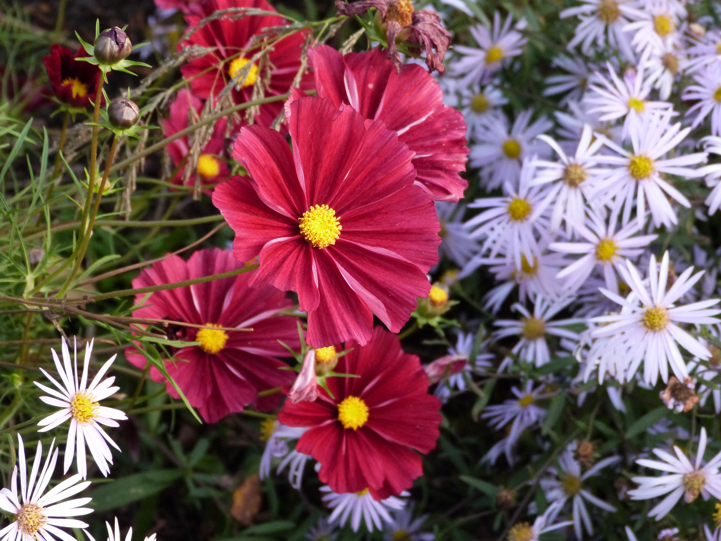 oktoberblüten von der landesgartenschau zülpich