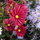 oktoberblüten von der landesgartenschau zülpich