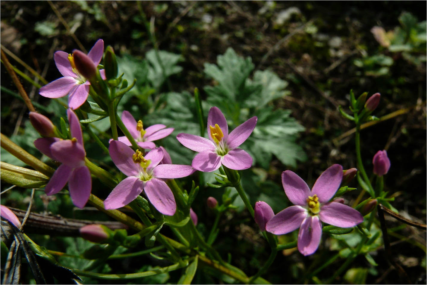 Oktoberblumen (3)